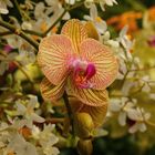 Mainau-Orchideen Ausstellung  2017