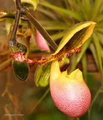 Mainau-Orchideen Ausstellung  2017