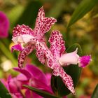 Mainau-Orchideen Ausstellung 2017