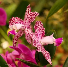 Mainau-Orchideen Ausstellung 2017