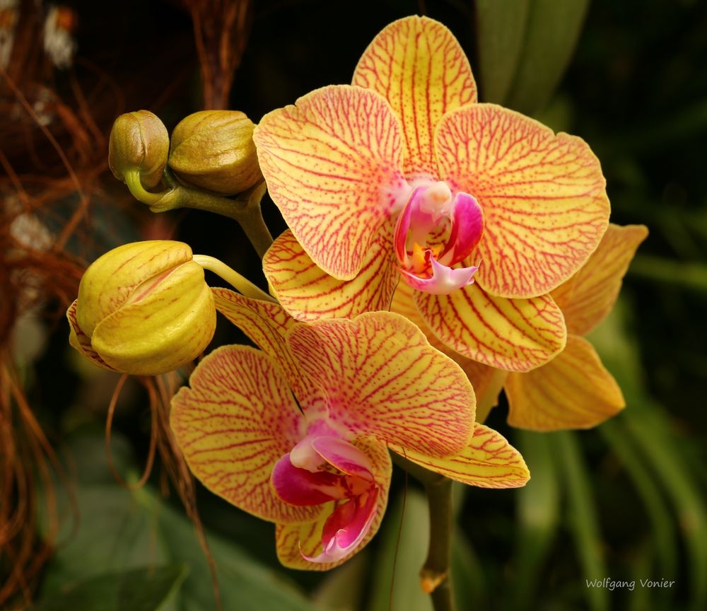 Mainau-Orchideen Ausstellung  2017