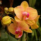 Mainau-Orchideen Ausstellung  2017