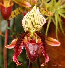 Mainau-Orchideen Ausstellung  2017