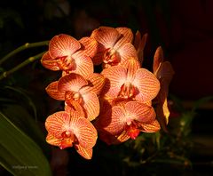 Mainau-Orchideenschau - 2017