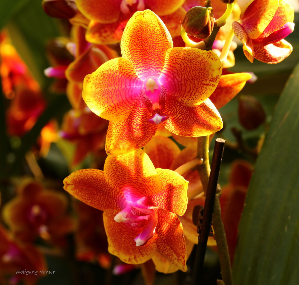 Mainau-Orchideenschau 2017