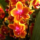 Mainau-Orchideenschau 2017