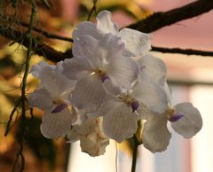 Mainau-Orchideenschau 2017