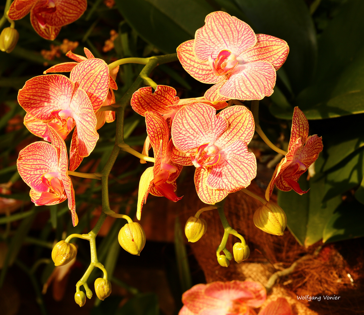 Mainau-Orchideenschau 2017