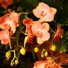 Mainau-Orchideenschau 2017