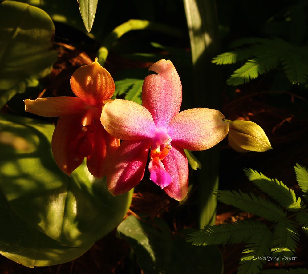 Mainau-Orchideenschau 2017