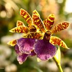 Mainau-Orchideenschau 2017