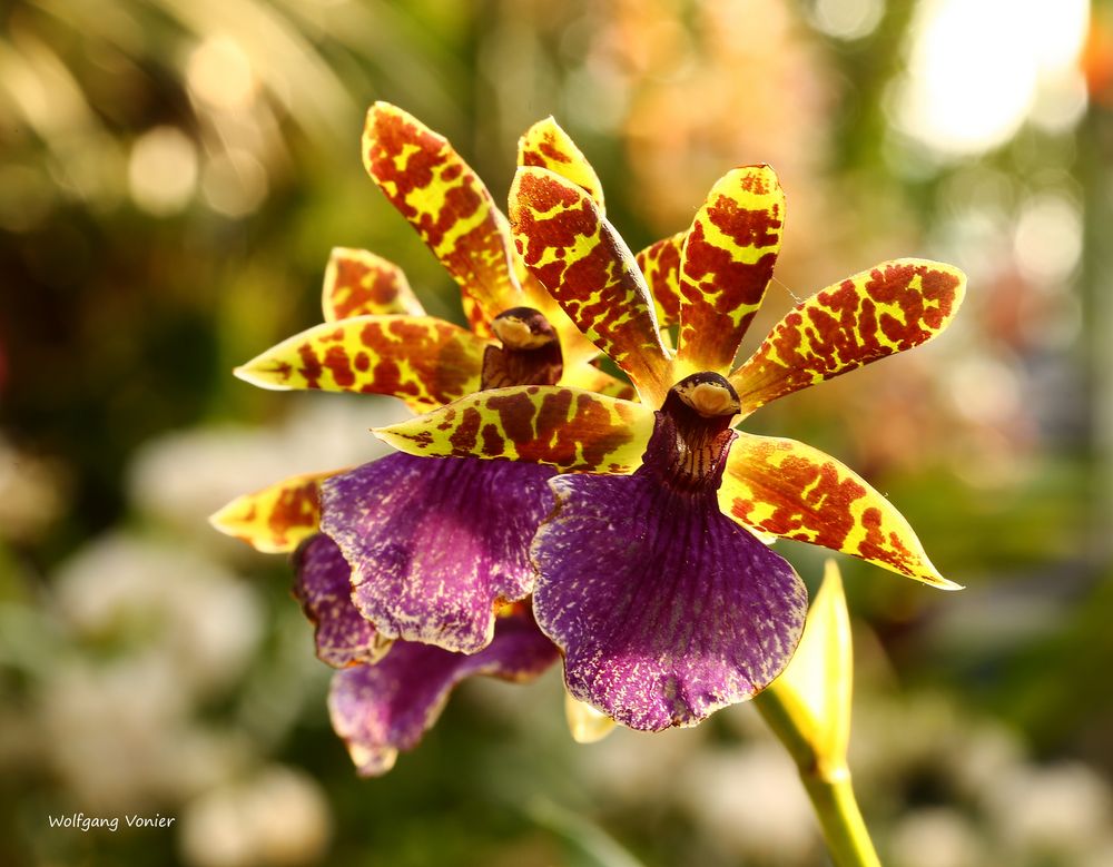 Mainau-Orchideenschau 2017