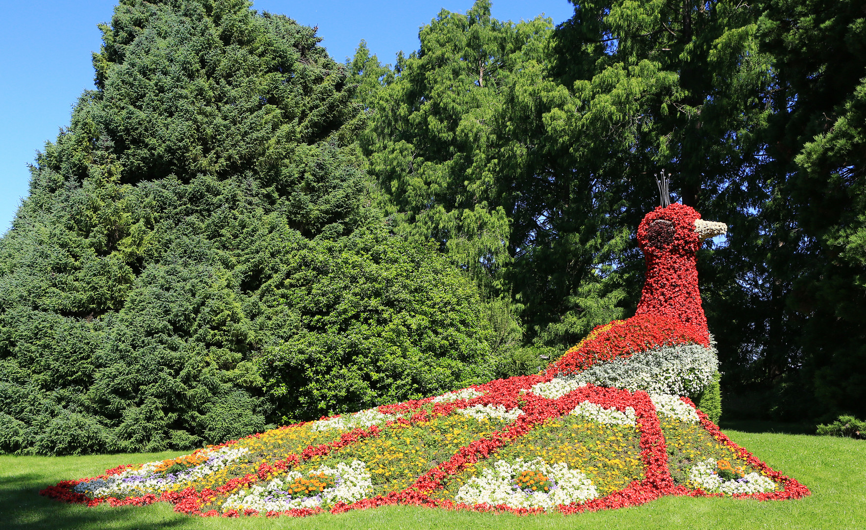 Mainau-Pfau