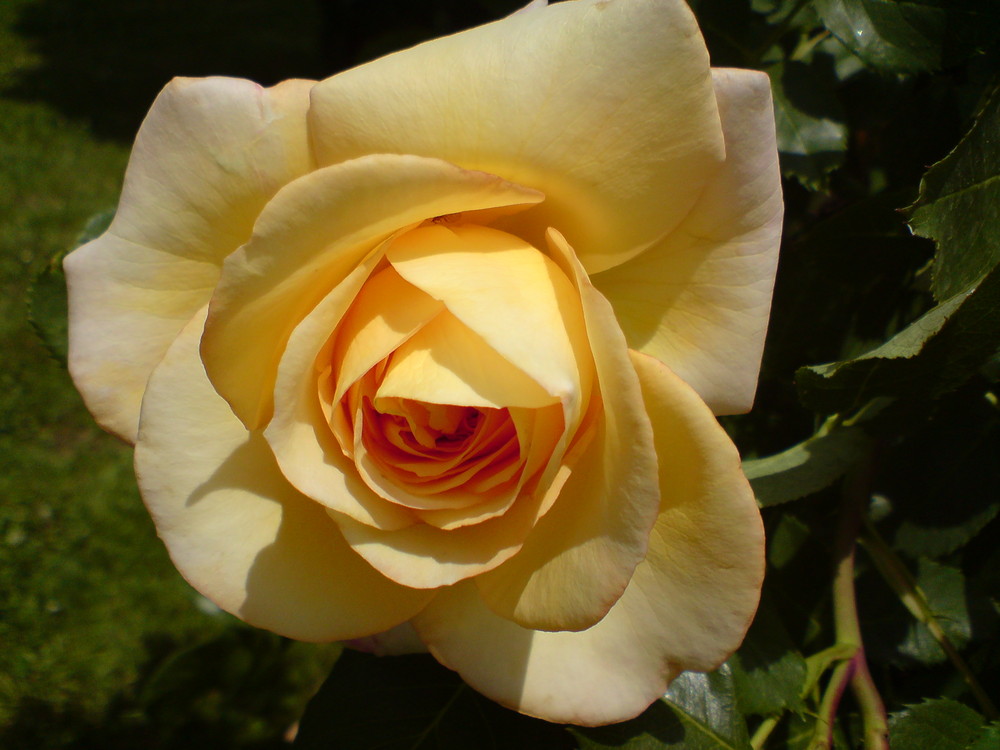 Mainau Rose