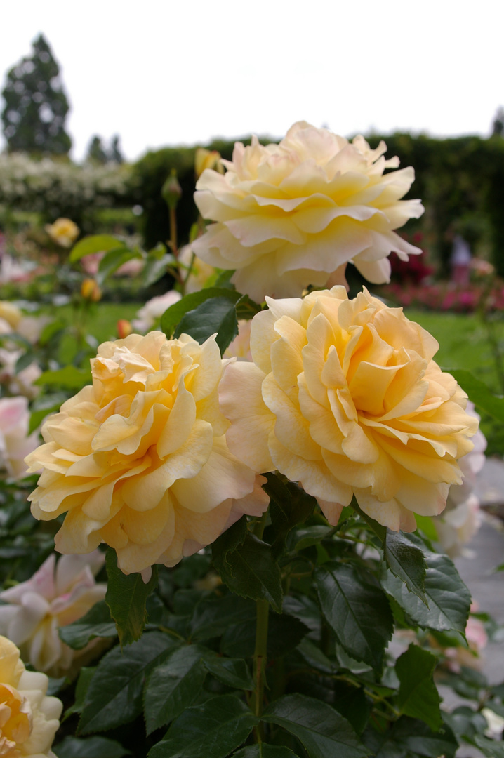 Mainau Rosen