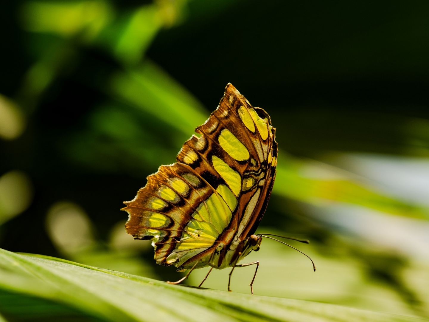 Mainau Schmetterling