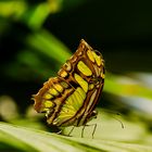 Mainau Schmetterling