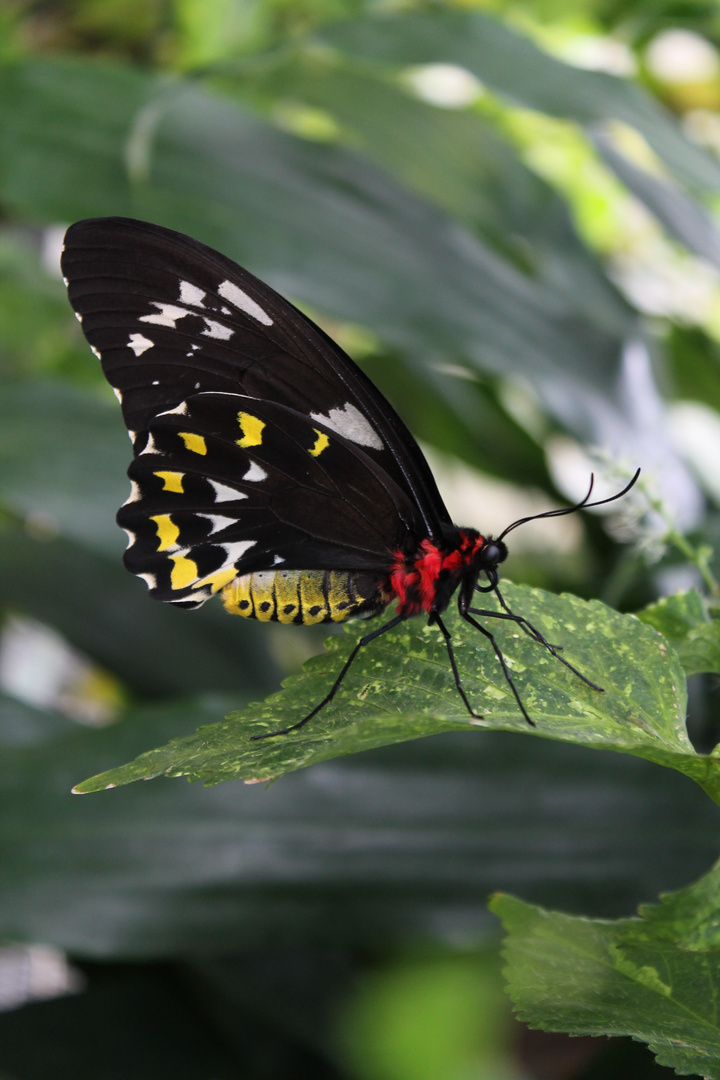 Mainau - Schmetterling