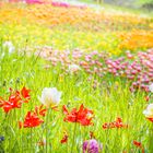 Mainau Tulpen