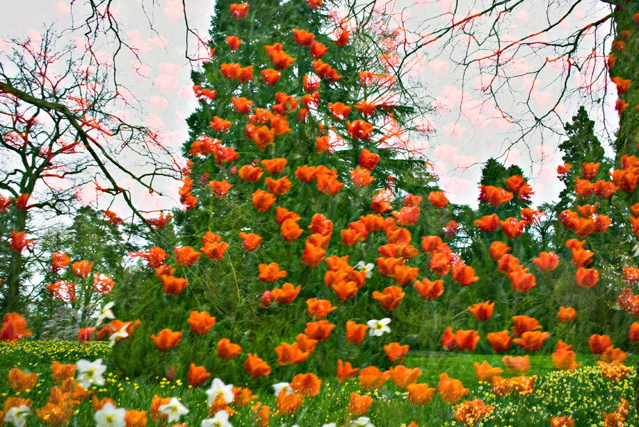 Mainau- Tulpenregen