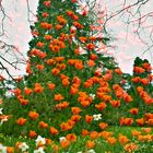 Mainau- Tulpenregen