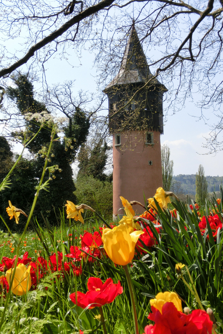Mainau - Turm hinter Tulpen