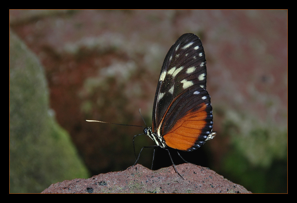 Mainauer Schmetterling