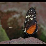 Mainauer Schmetterling