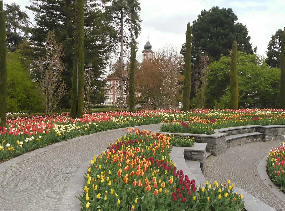 MAINAUFRÜHLING (weil es so herrlich blüht!)