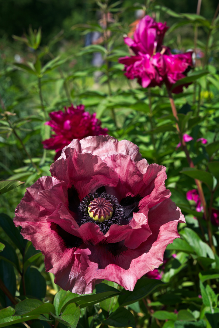 Mainau~Mohn~Bombe