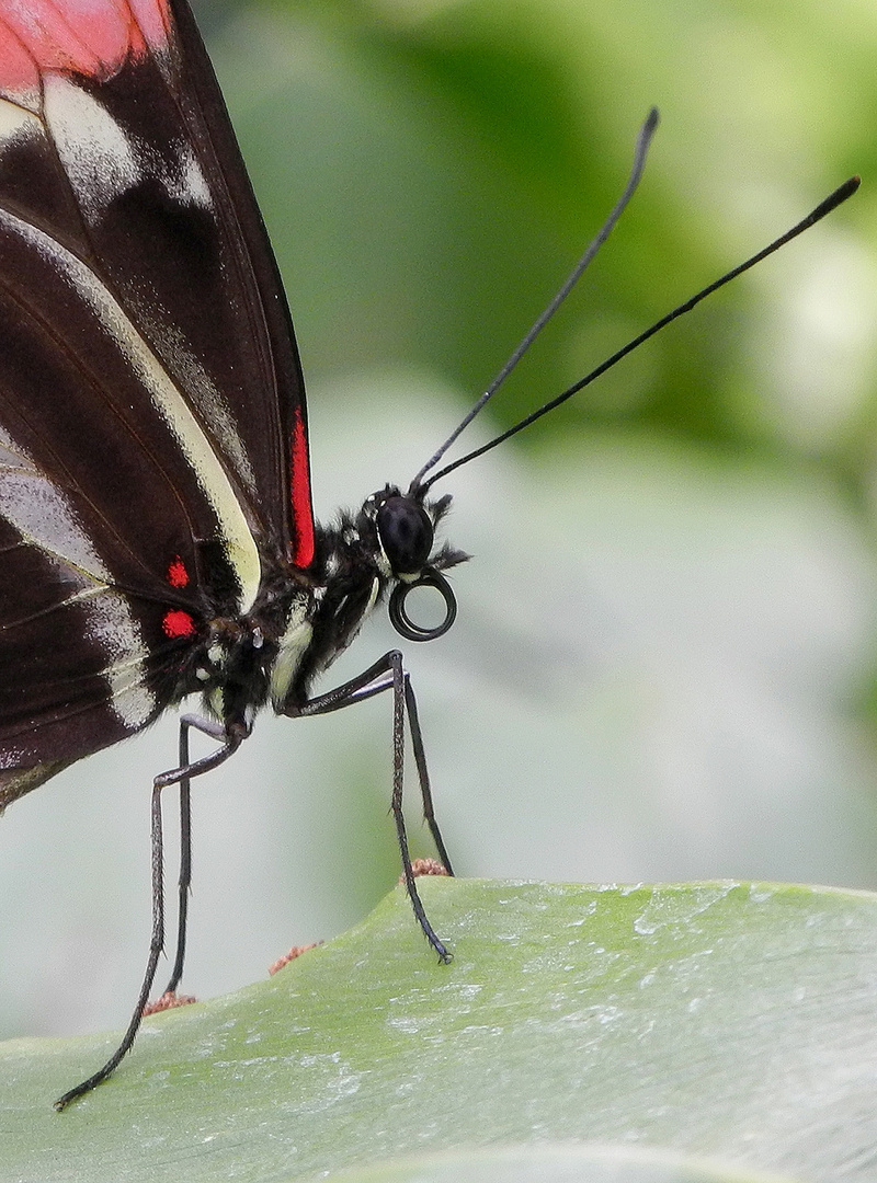 MainauSchmetterling2933