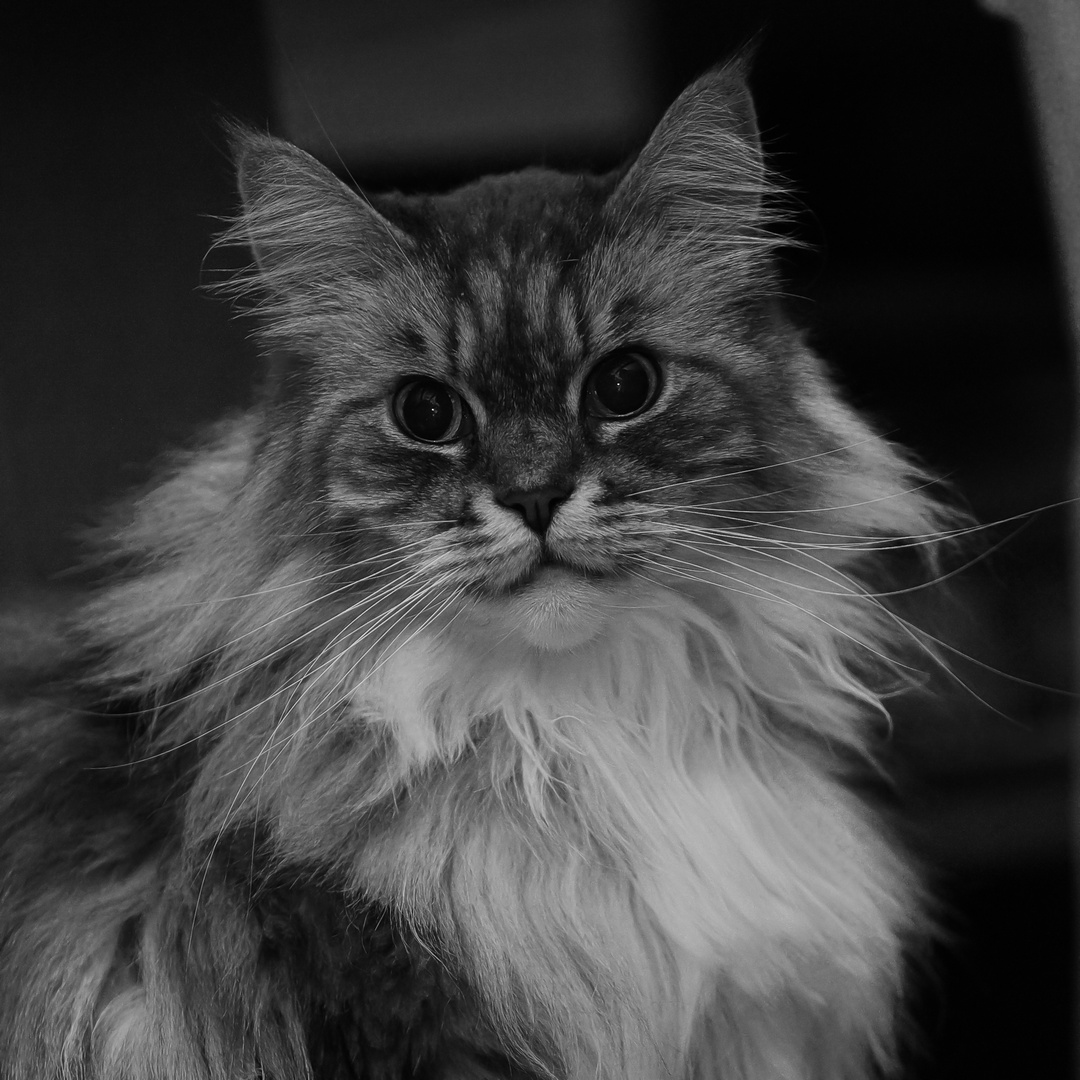 maincoon