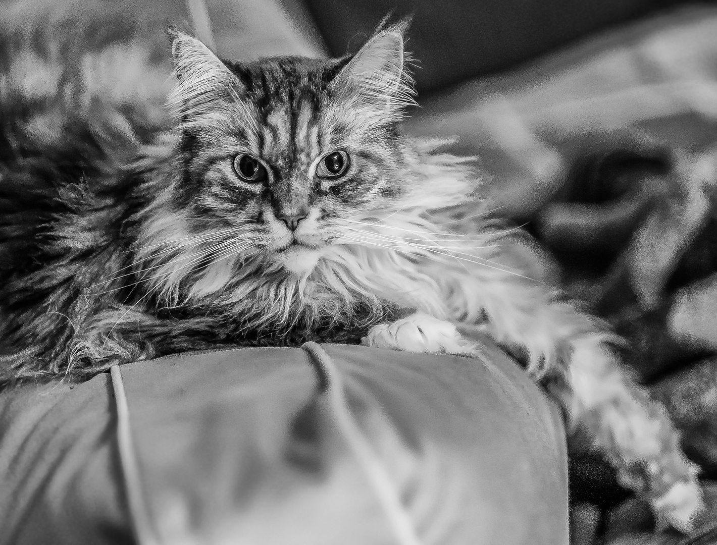 Maincoon