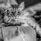 Maincoon