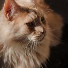 Maincoon Keno....