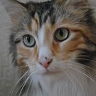 maincoon2