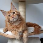 Maine Coon....