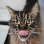 Maine-Coon