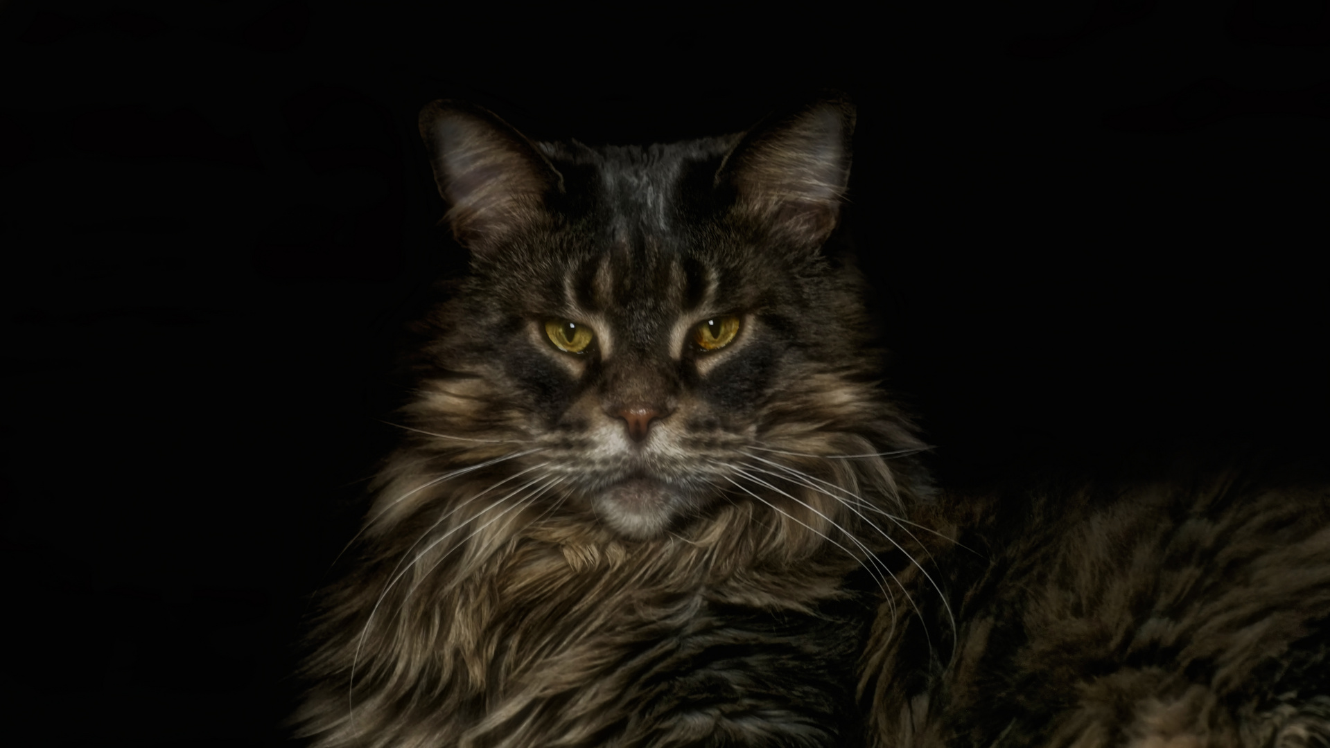 Maine Coon