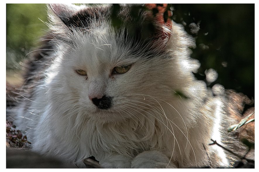 Maine Coon