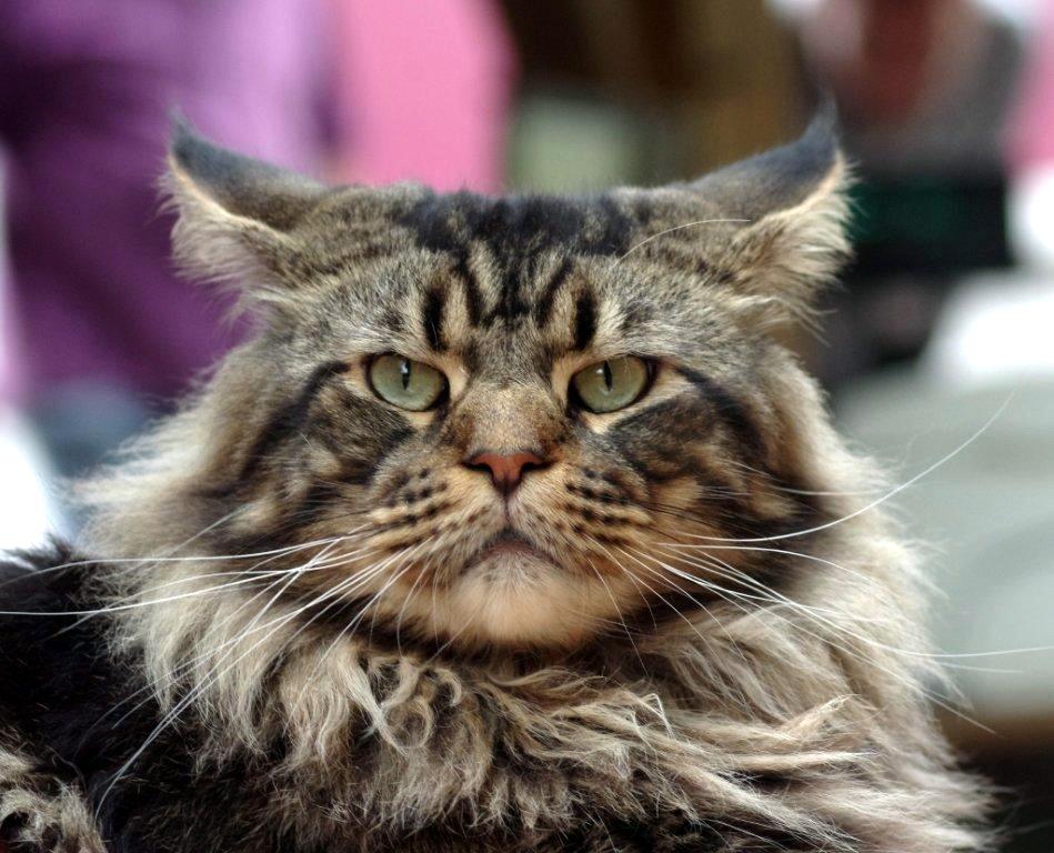 Maine coon ....