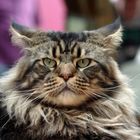 Maine coon ....