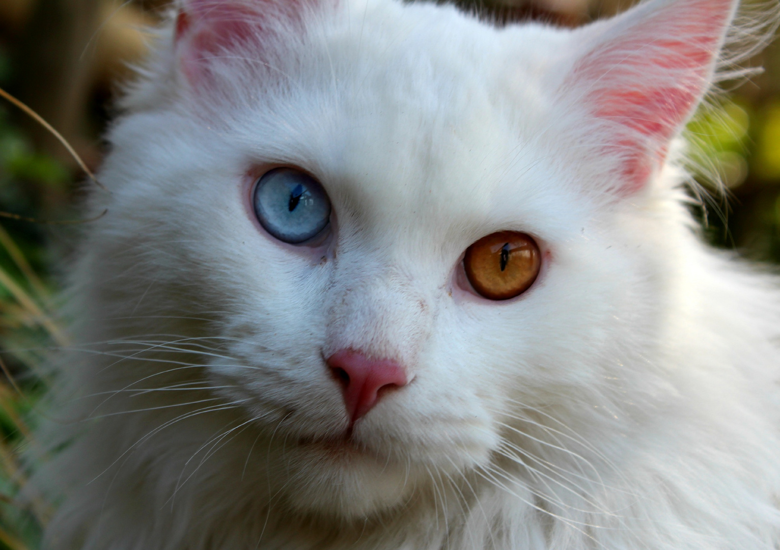 Maine Coon