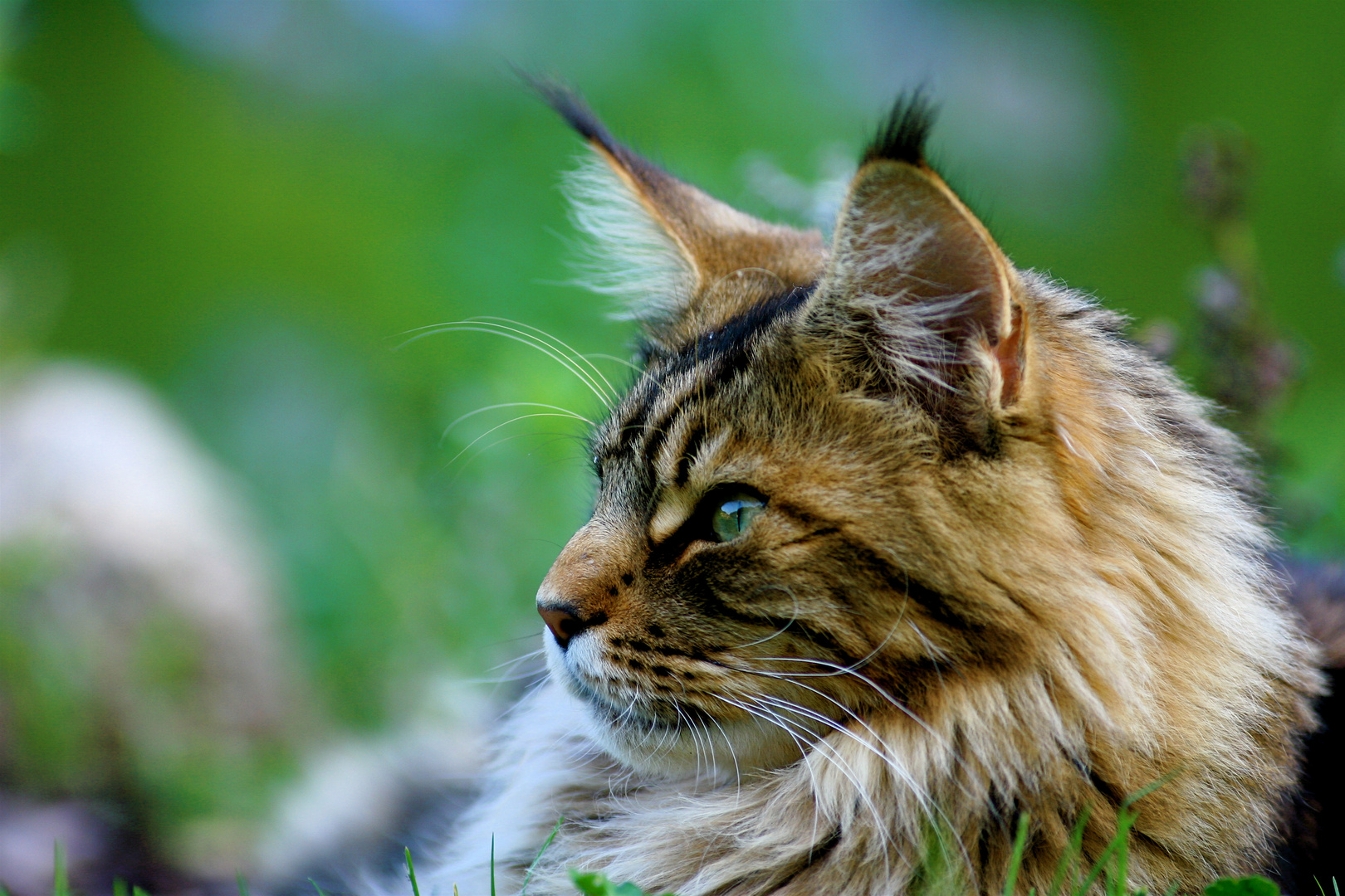 Maine Coon