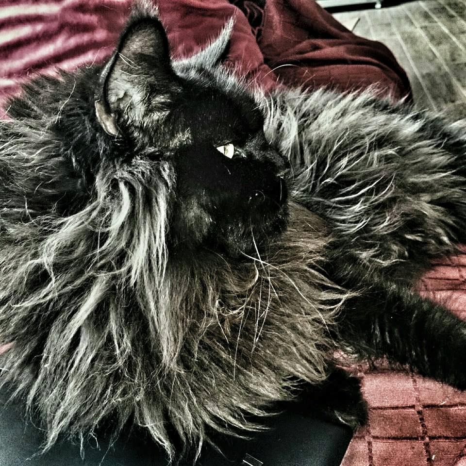 Maine Coon