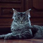 maine coon