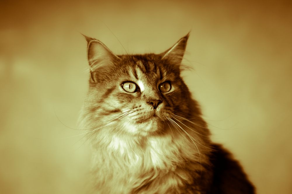 Maine Coon