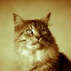 Maine Coon