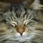 Maine Coon 3