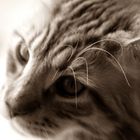 maine coon 3